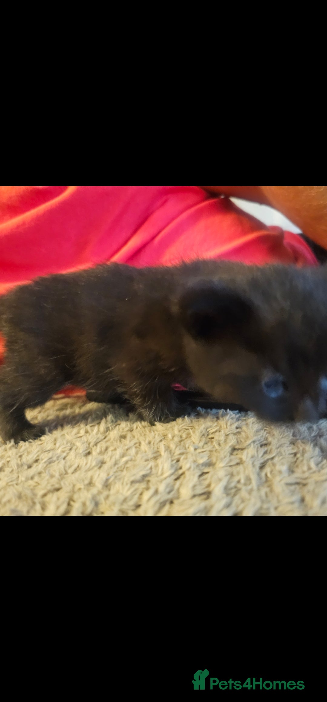 British Shorthair cats for sale: Gorgeous black/white kittens  - Image 1