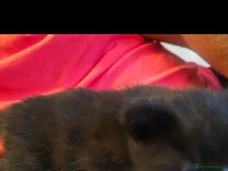 British Shorthair cats - Advert 35