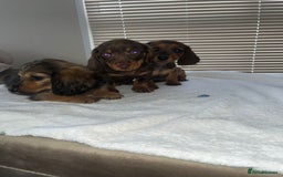 Dachshund dogs for sale: Dachshund puppies - Image 6