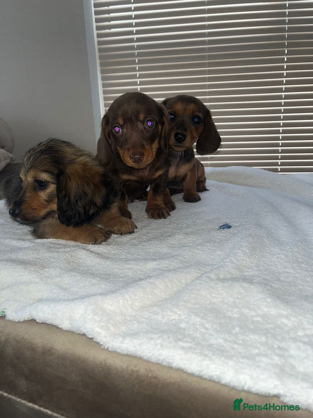Dachshund dogs for sale: Dachshund puppies - Image 6