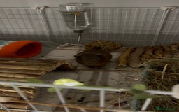 Guinea Pig rodents for sale: 3 sweet guinea pigs & cage & accessories - Image 5