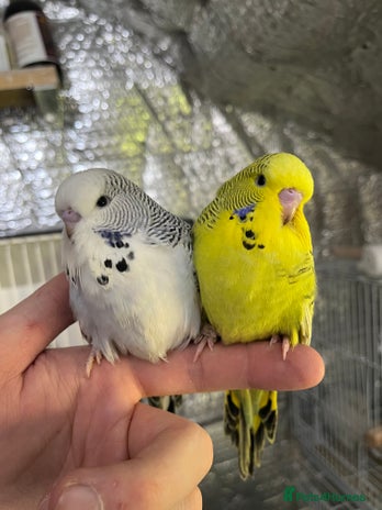 Budgerigars birds - Advert 8