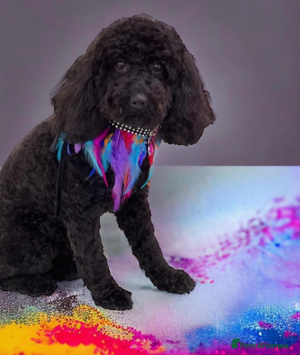 Toy Poodle dogs for sale: Kc toy poodle puppies  - Advert 1