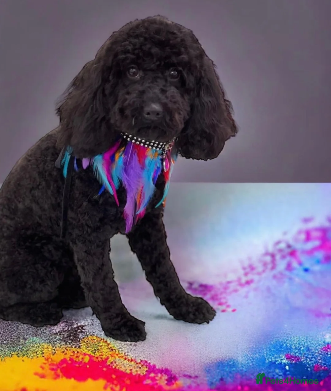 Toy Poodle dogs for sale: Kc toy poodle puppies  - Advert 1