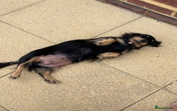 Miniature Dachshund dogs for sale: English Cream Mini Long Haired Dachshund  - Image 17
