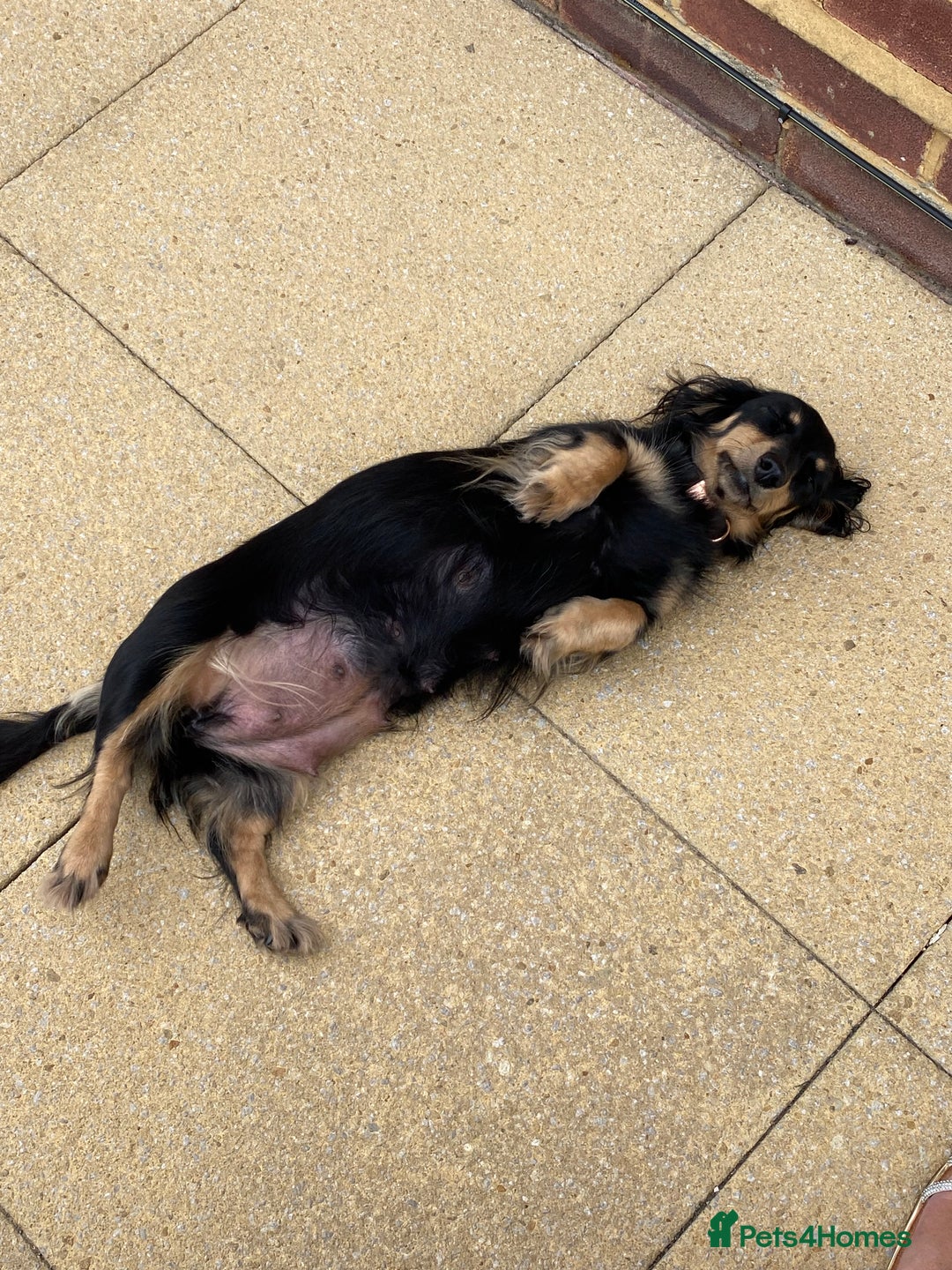 Miniature Dachshund dogs for sale: English Cream Mini Long Haired Dachshund  - Image 17