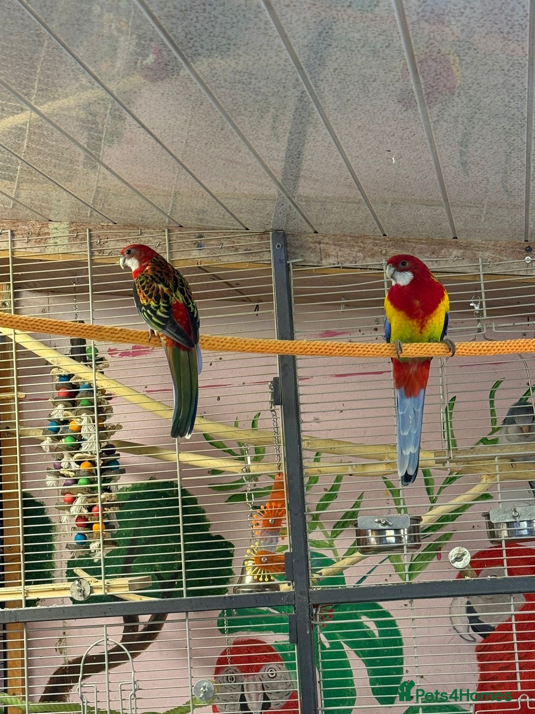 Parakeets birds for sale: Golden mantle rosella’s  - Advert 3