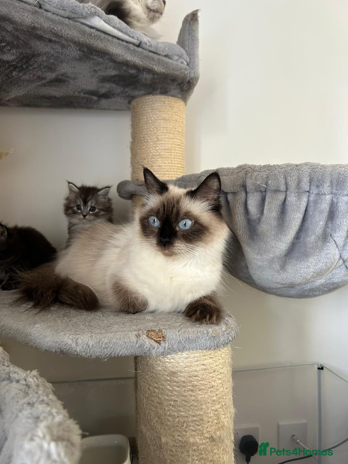 Mixed Breed cats Mainecoon/Ragdoll kittens  - Advert 1