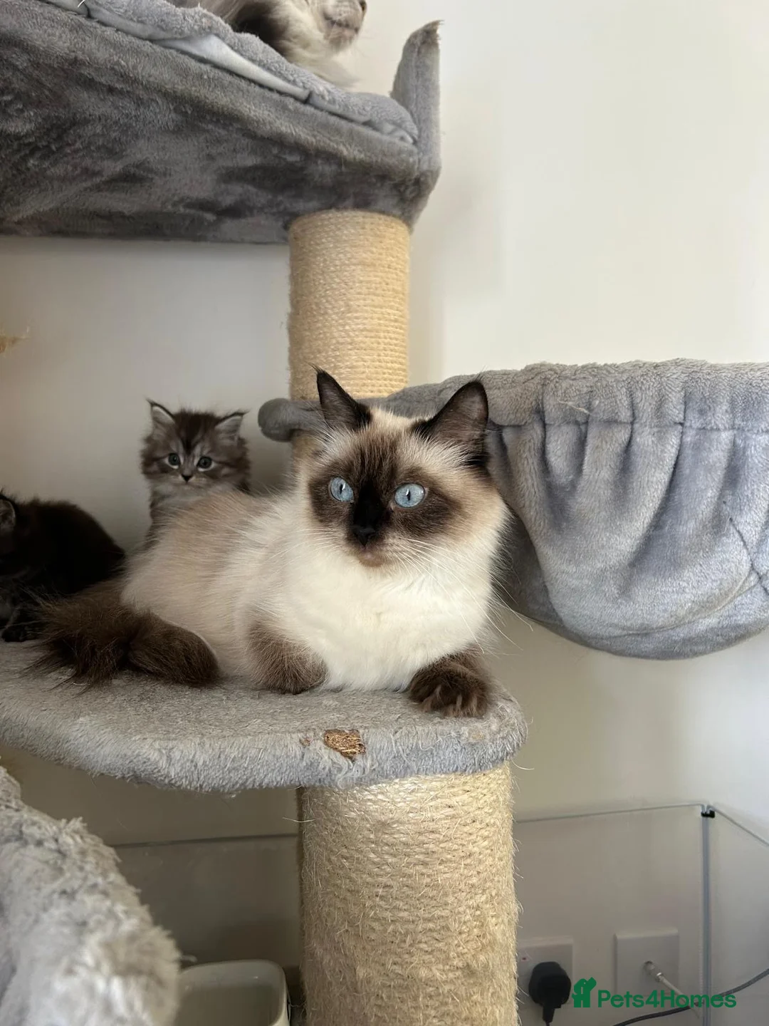 Mixed Breed cats for sale: Mainecoon/Ragdoll kittens  in Winscombe - Advert 1