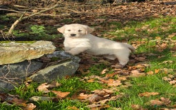 Mixed Breed dogs for sale: Stunning Golden Mountain pup's  - Advert 6