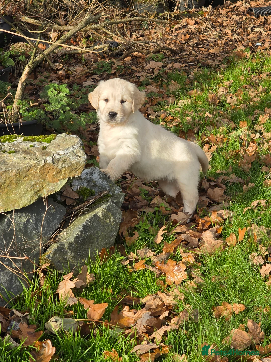Mixed Breed dogs for sale: Stunning Golden Mountain pup's  - Advert 6