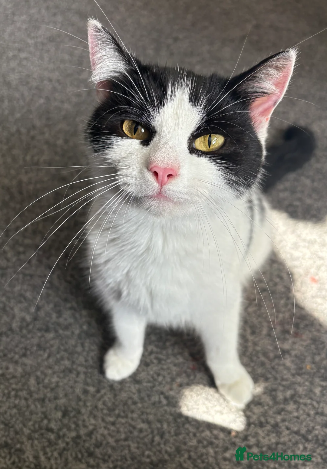 British Shorthair cats for sale: Female cat needs a new forever home  - Advert 2