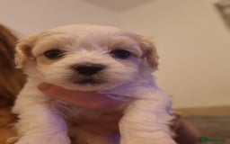 Maltipoo dogs for sale: Minnies maltipoos  - Image 19