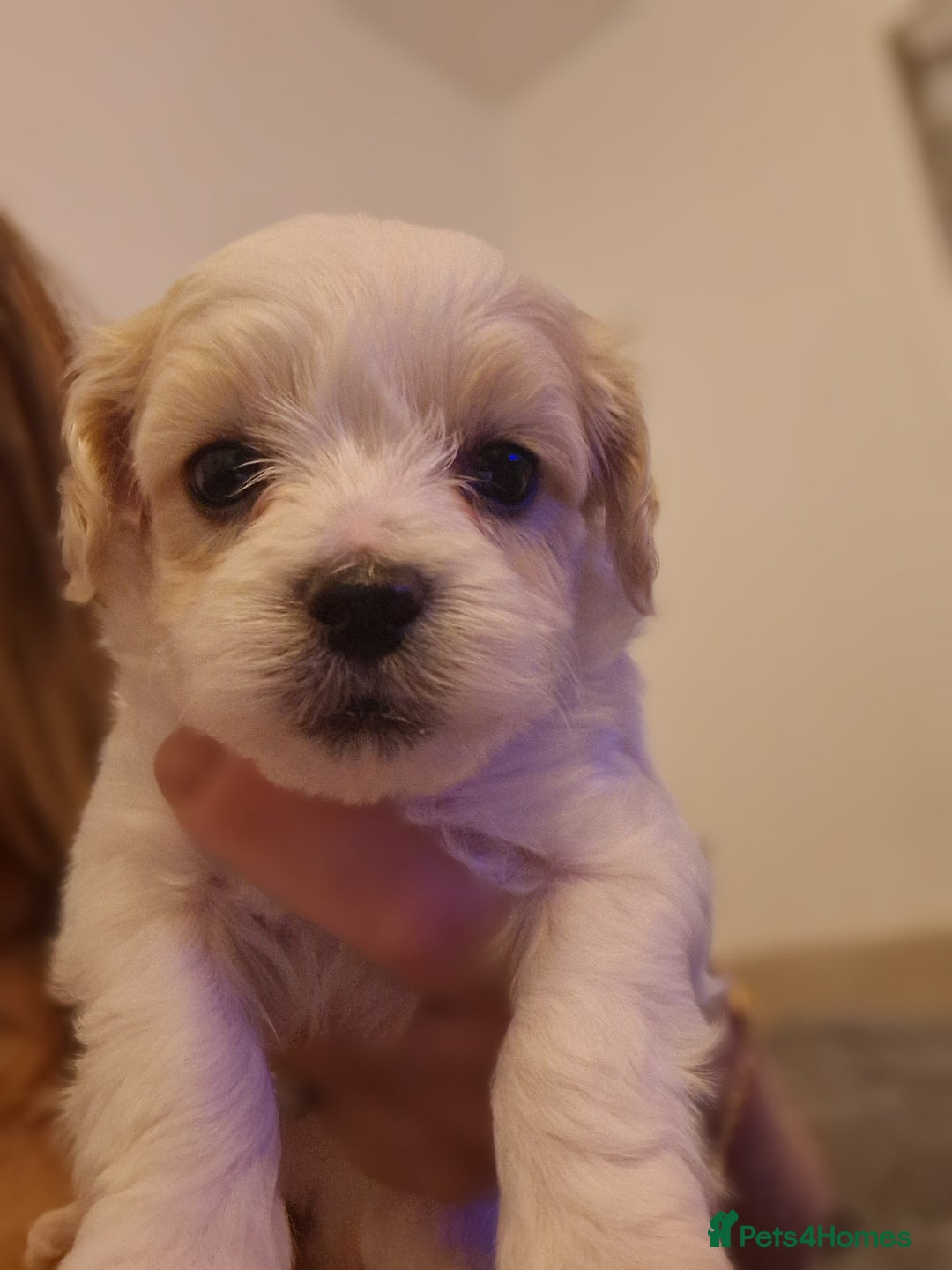 Maltipoo dogs for sale: Minnies maltipoos  - Image 19