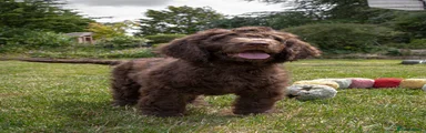 Saint Berdoodle 4