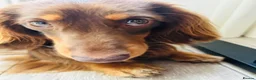 Dachshund dogs for stud: Milo Male long hair dachshund  in Hampton - Advert 2