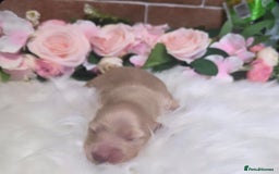 Miniature Dachshund dogs for sale: Stunning Cream Miniture Dachshund puppy 5  - Image 2