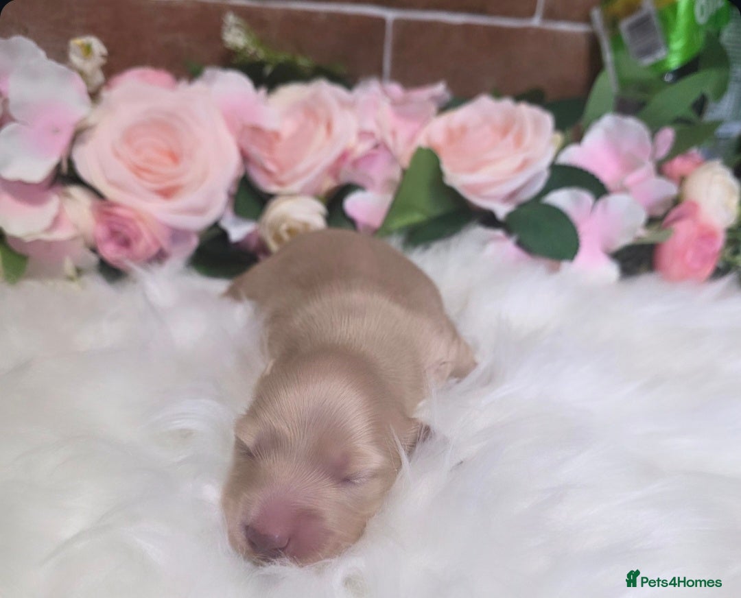 Miniature Dachshund dogs for sale: Stunning Cream Miniture Dachshund puppy 5  - Image 2