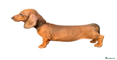 Dachshund dogs - Advert 1
