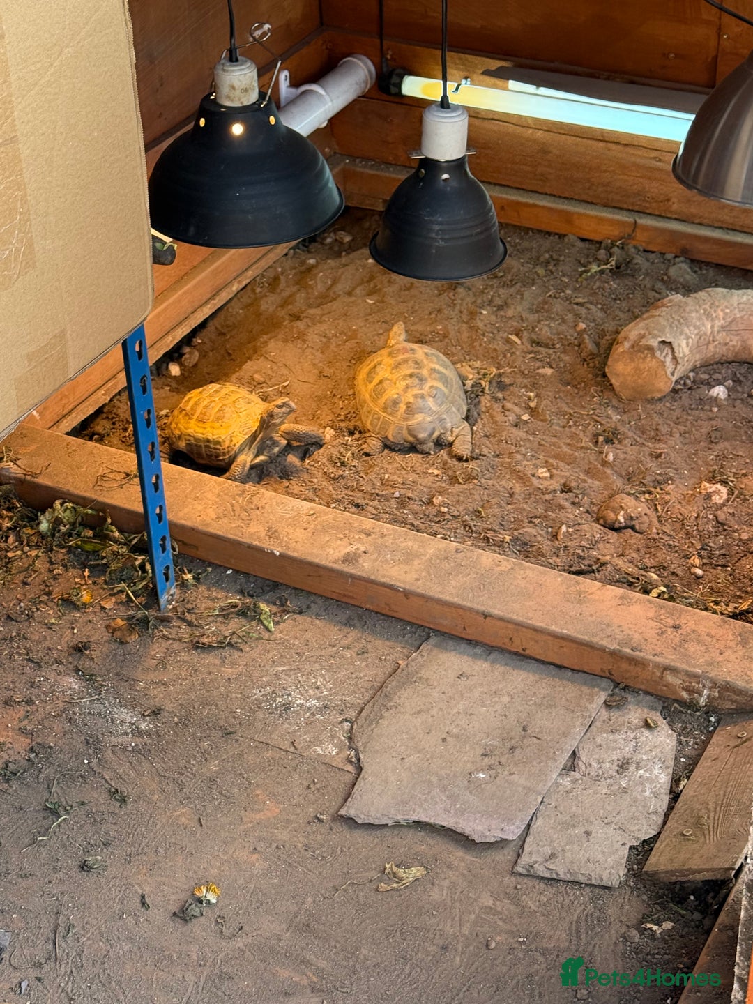Tortoise reptiles for sale: Male 4 year old Horsfield Tortoise  - Image 6