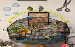 Budgerigars birds for sale: 2 baby budgies and stunning cage  - Image 1