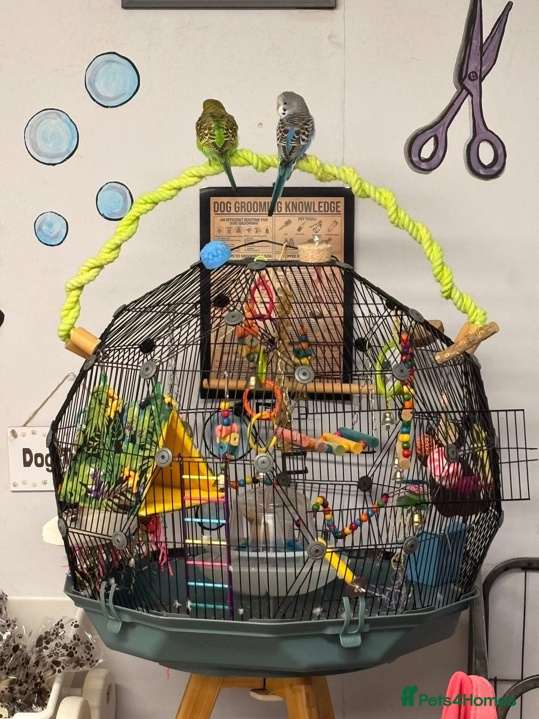 Budgerigars birds for sale: 2 baby budgies and stunning cage  - Image 1