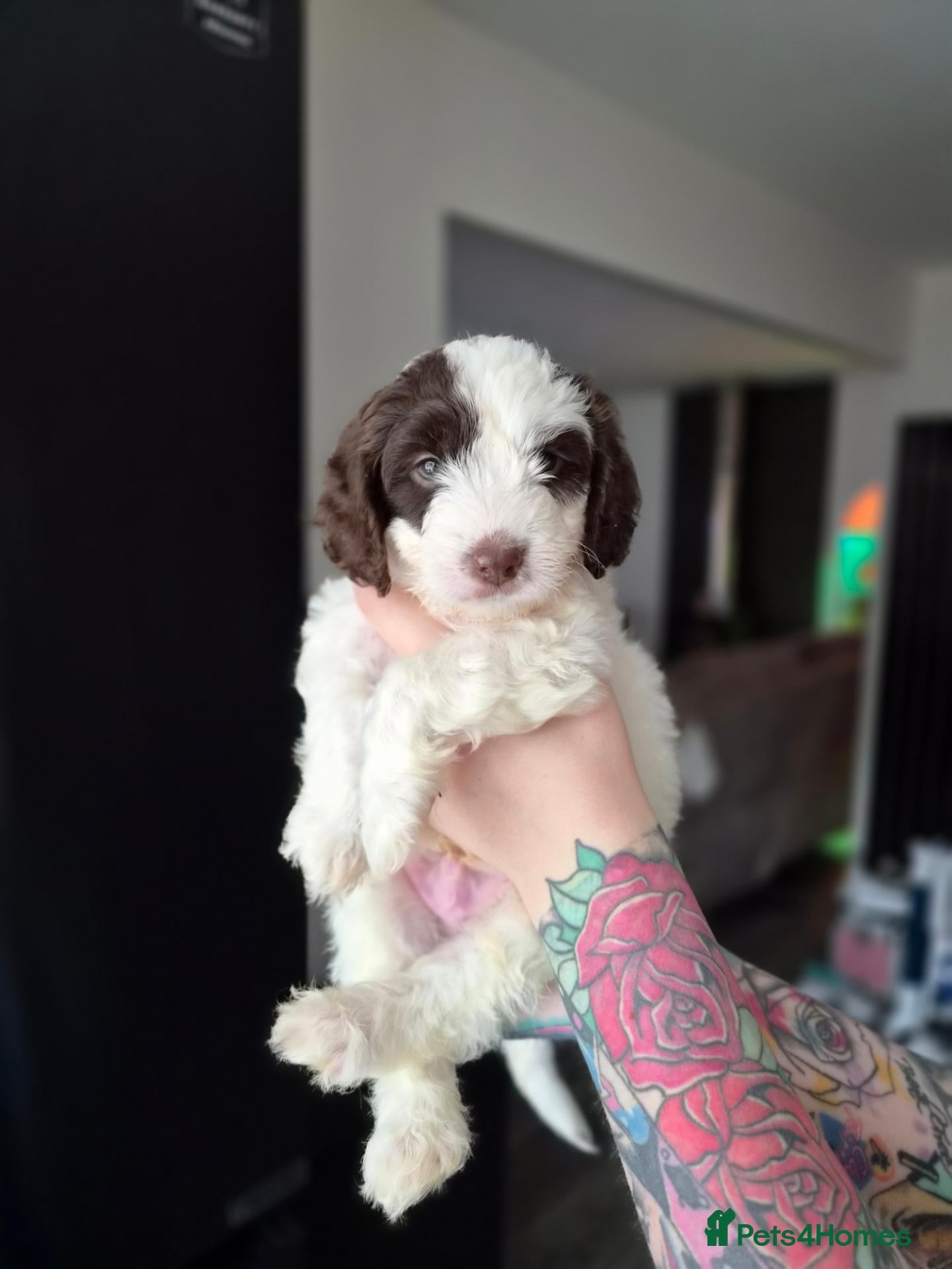 Cockapoo dogs for sale: 3 BOYS LEFT ✨️ F1 COCKAPOO PUPPIES ✨️ - Advert 1