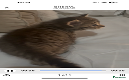 Bengal cats for sale: 4 bengals 2 black/white ready in time for  **   - Advert 7