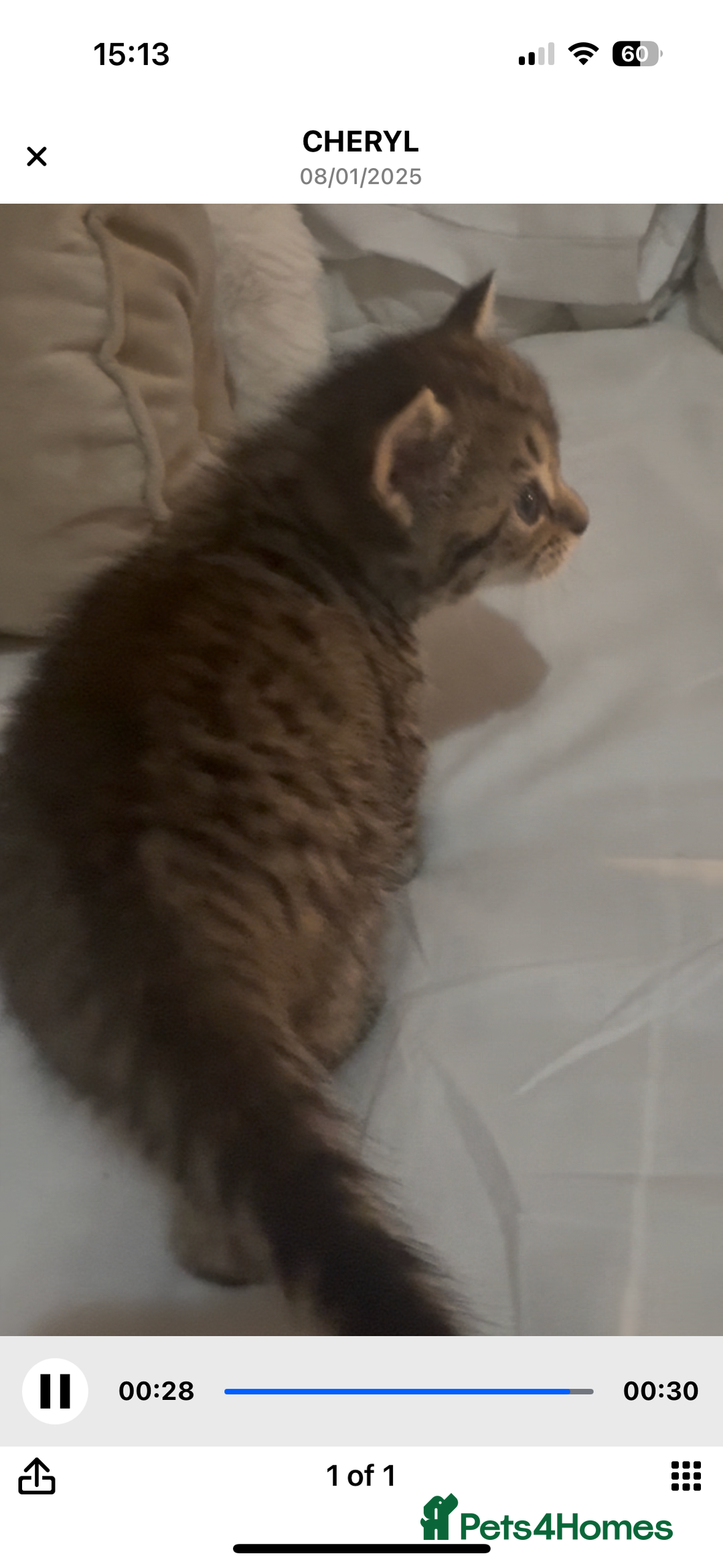 Bengal cats for sale: 4 bengals 2 black/white ready in time for  **   - Advert 7