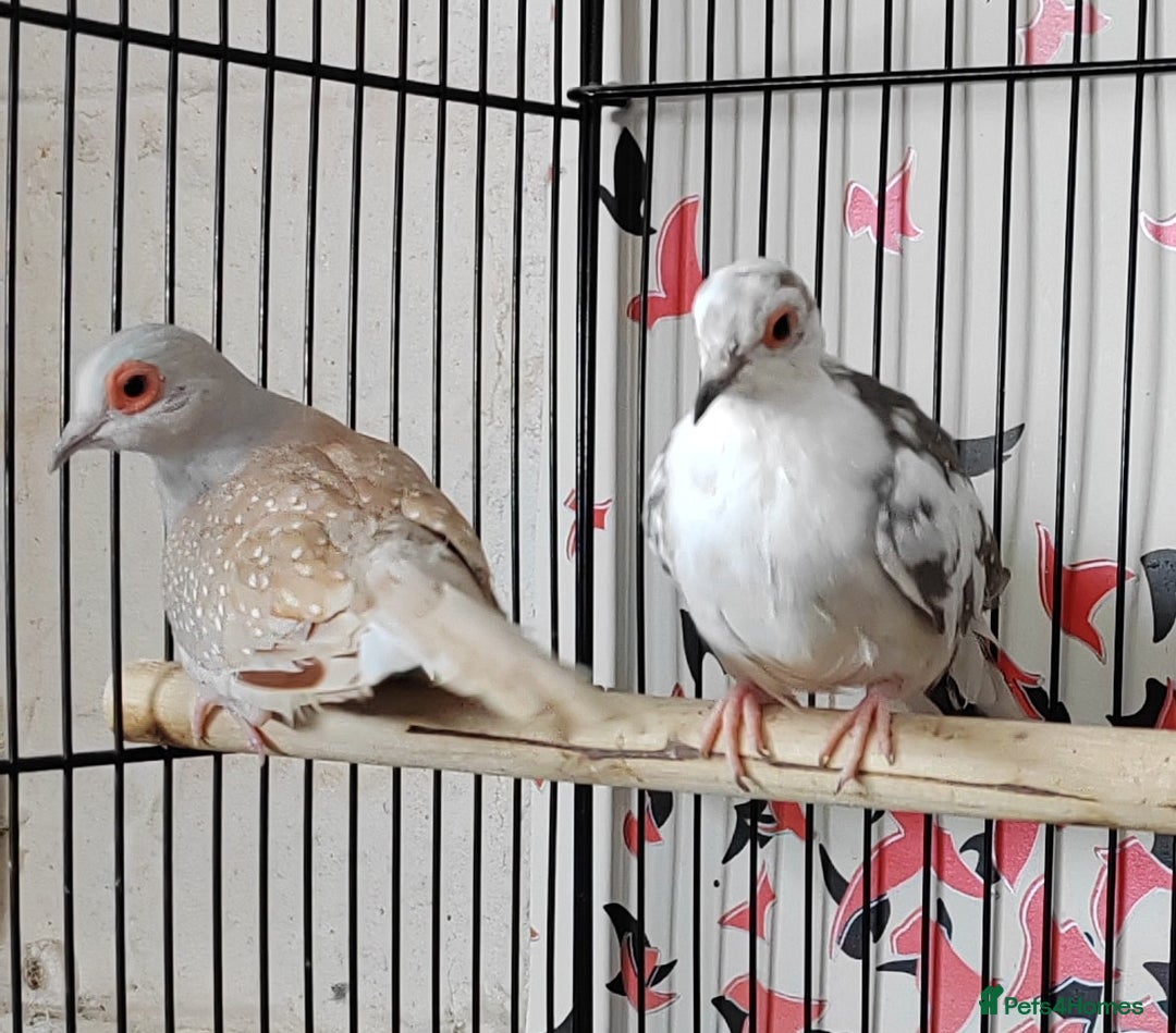 Doves birds for sale: Beautiful Diamond Doves - Advert 2