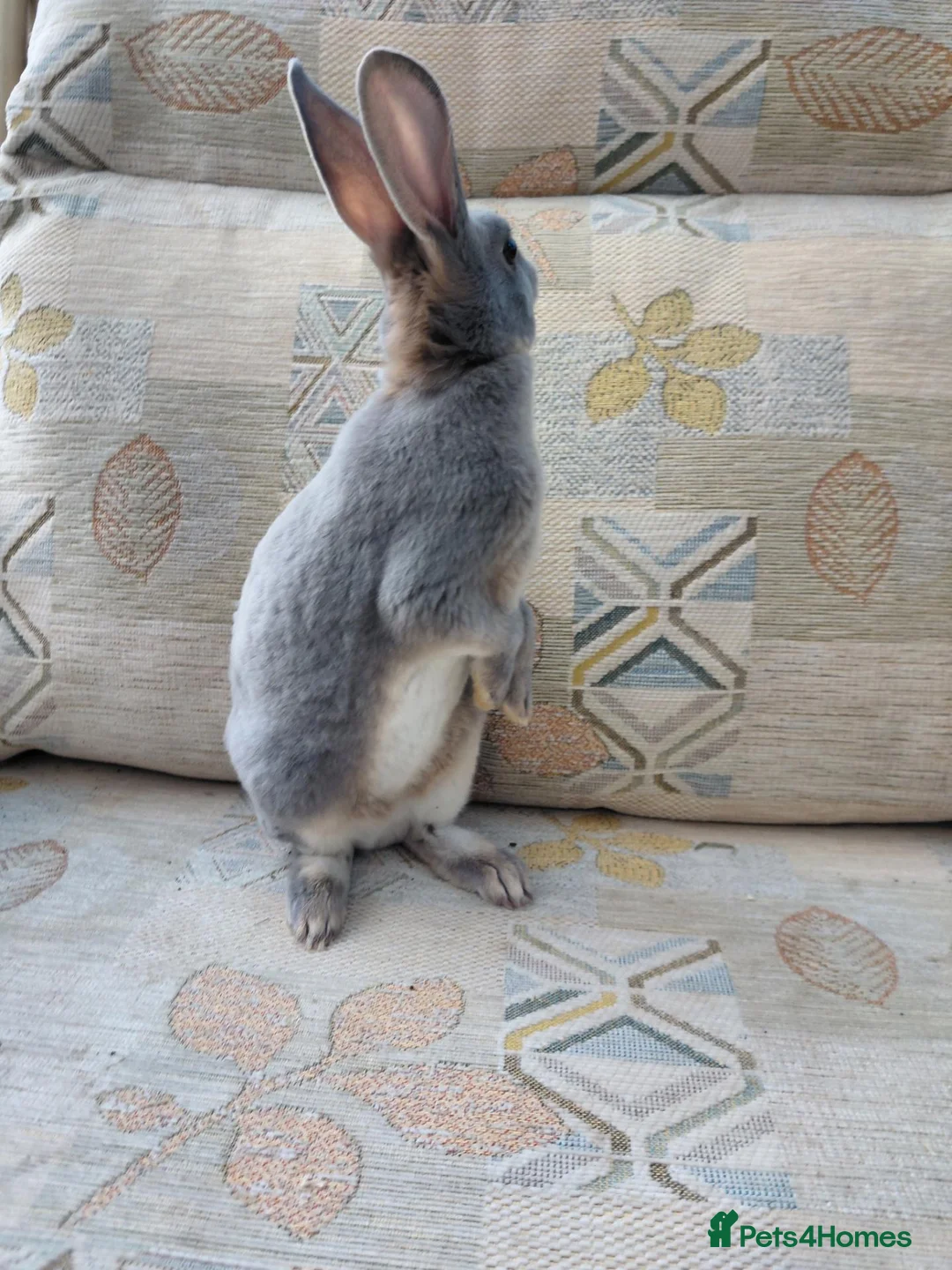 Rex rabbits for sale: Lilac otter girl  - Advert 2