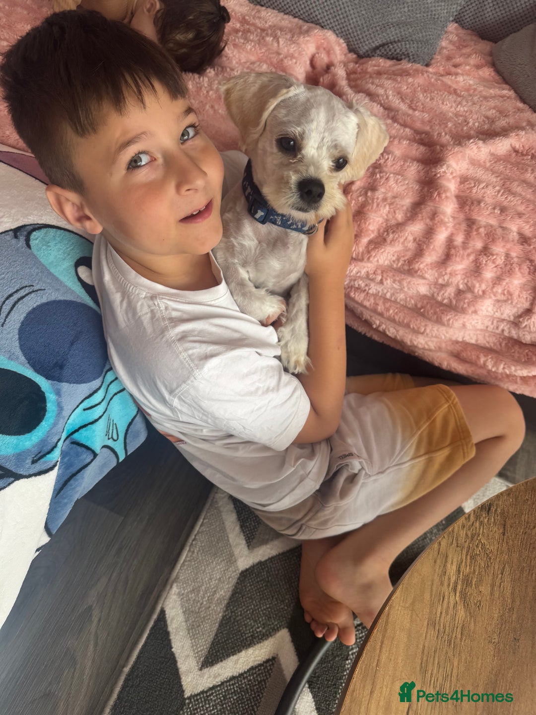 Bichon Frise dogs for sale: Bailey - Advert 1