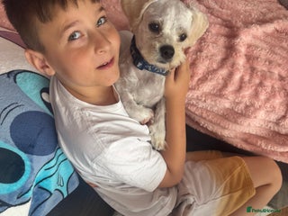 Bichon Frise dogs Bailey - Advert 18