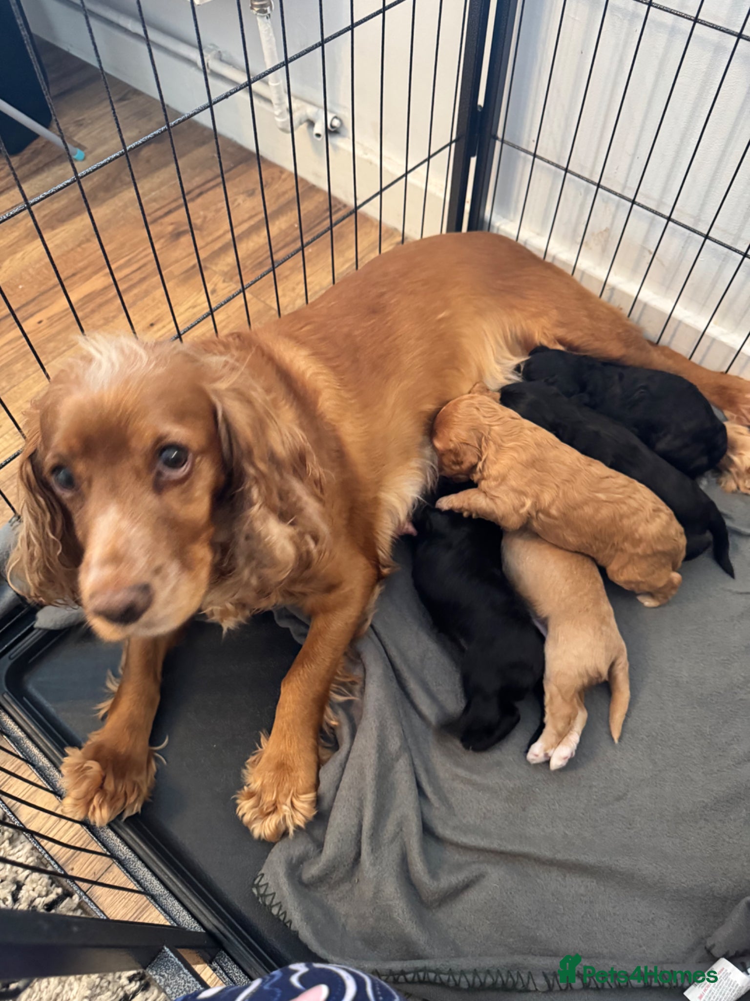 Cockapoo dogs STUNNING F1 cockapoo puppies  - Advert 8
