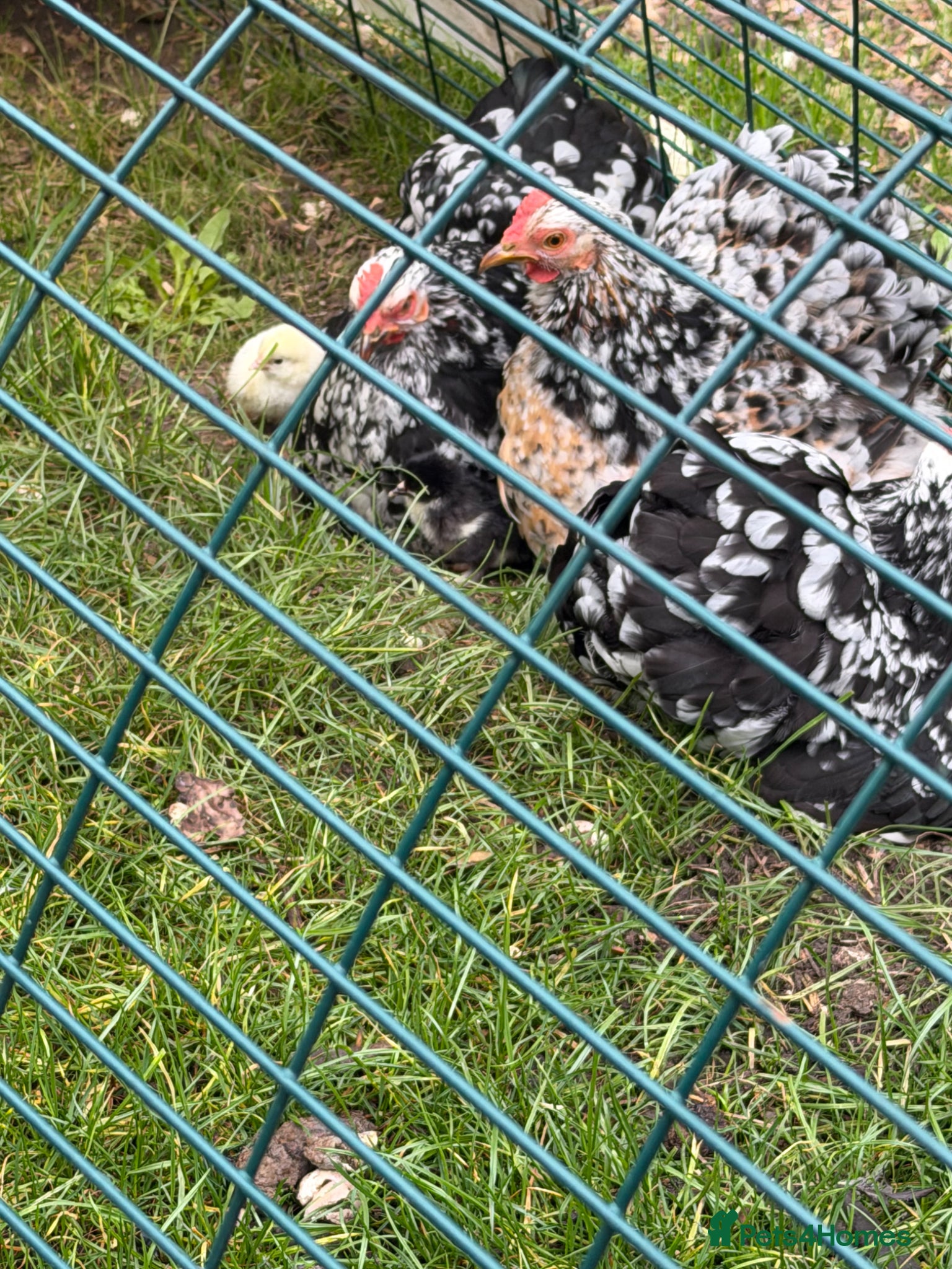 Chickens poultry for sale: 2x pekin chickens and 1 x white Sussex in Sutton - Advert 2