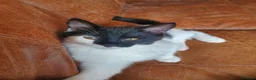 Domestic Shorthair cats for sale: 3 male and 1 female kittens born 15/2/26 in Worthing - Advert 4