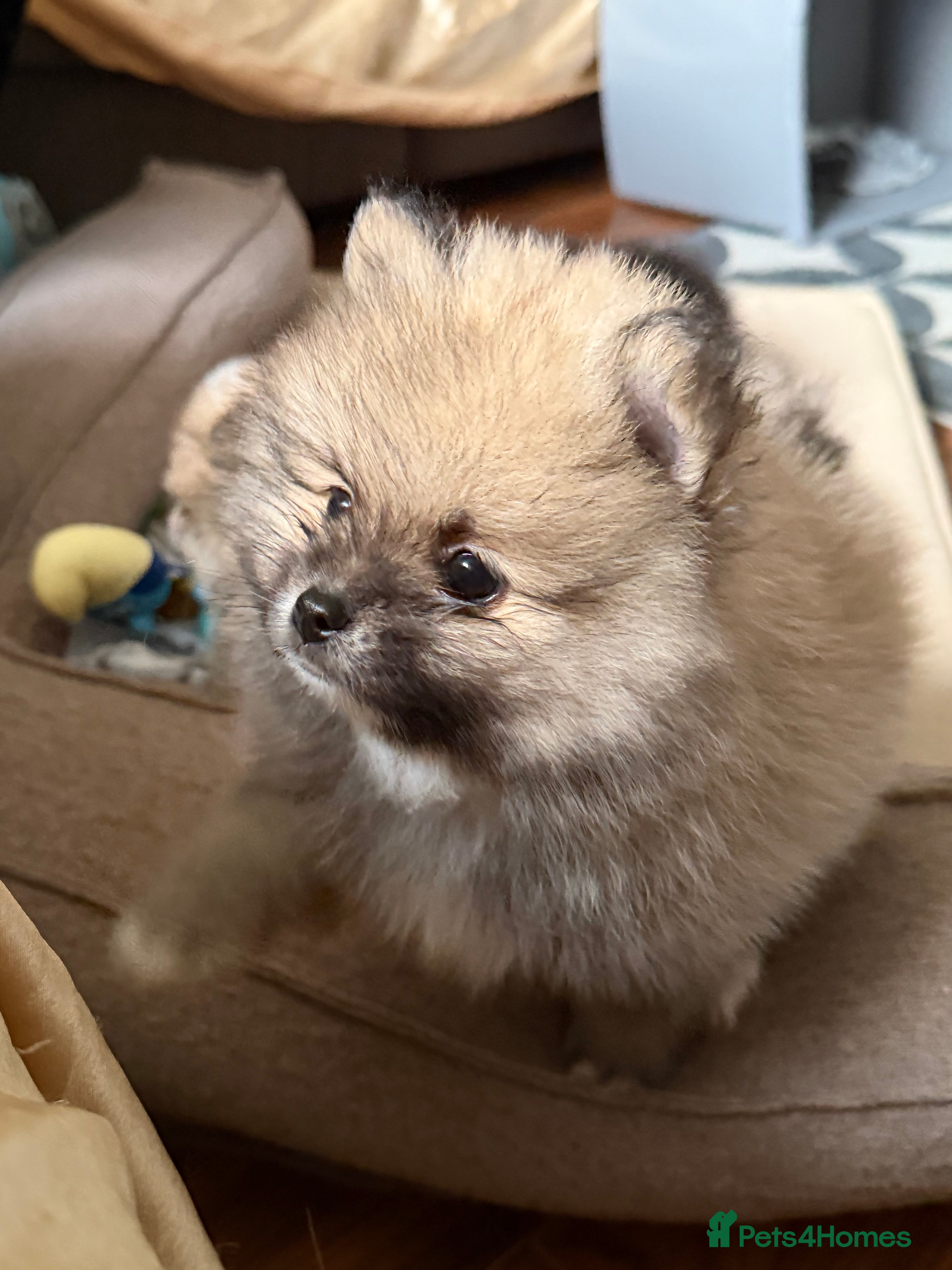 Pomeranian dogs BROWN, BLACK AND WHITE MIX BOY  - Advert 5