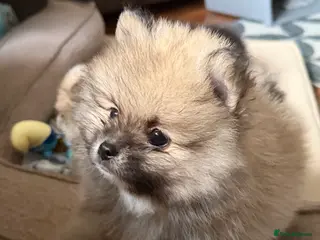 Pomeranian dogs BROWN, BLACK AND WHITE MIX BOY - Advert 5