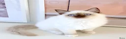 Ragdoll cats for sale: INDOOR GCCF REG CHOCOLATE LILAC RAGDOLL KITTENS - Advert 38