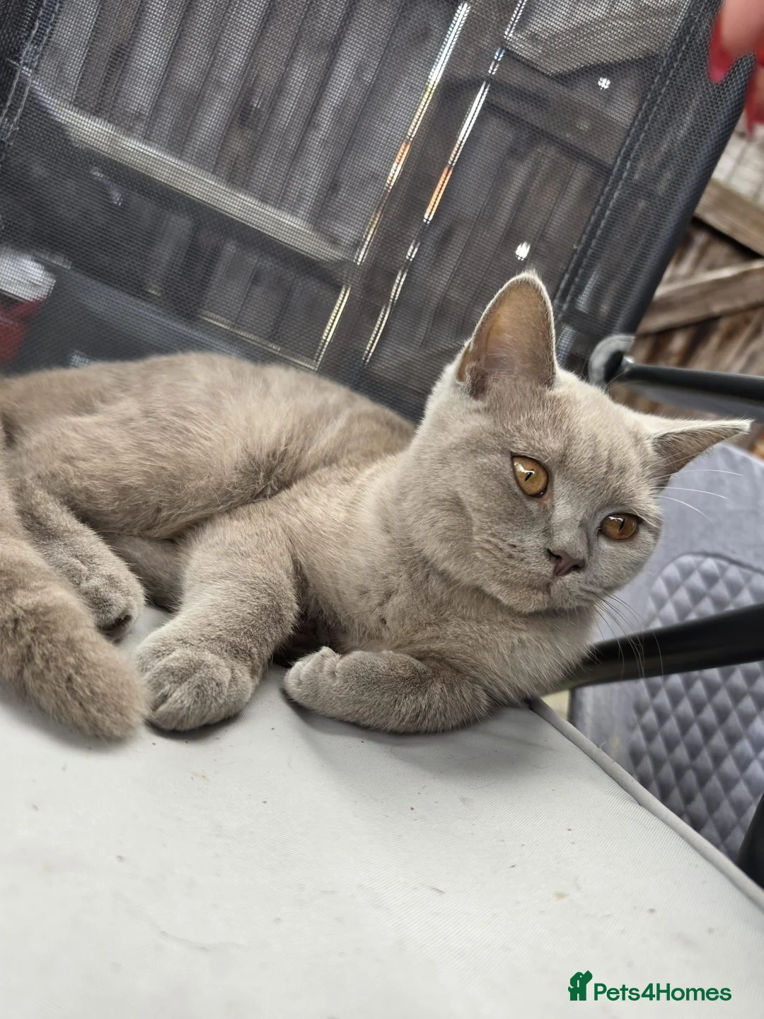 British Shorthair cats for sale: British shorthair - Advert 2