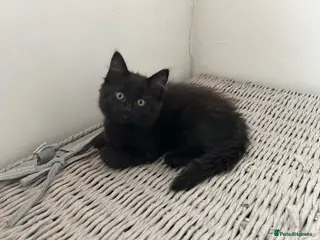 Mixed Breed cats Ragdoll x kittens - Advert 3