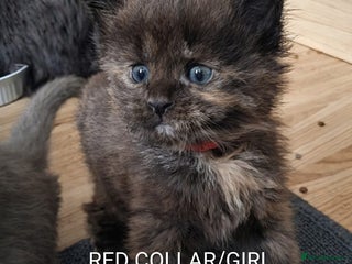 Maine Coon cats GREAT QUALITY MAINE COON KITTENS/DNA/GCCF - Advert 2