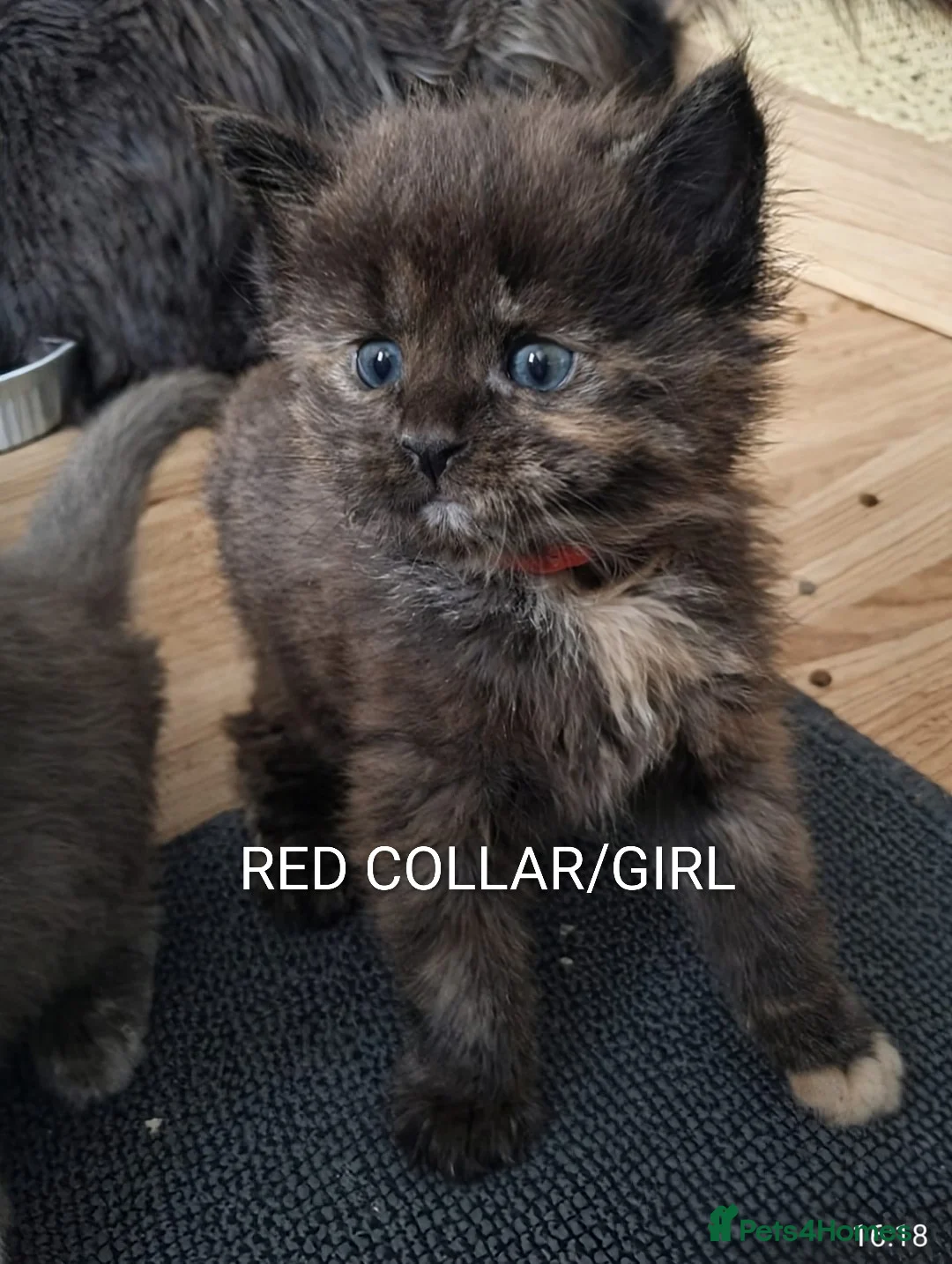 Maine Coon cats for sale: RARE COLOURS!!! MAINE COON KITTENS/DNA/GCCF  - Advert 22