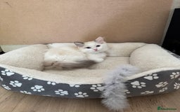 Ragdoll cats for sale: X5 Ragdoll kittens - Image 3