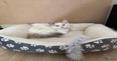 Ragdoll cats - Advert 8