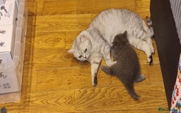Scottish Fold cats for sale: Scottish Fold Kittens  - Image 6