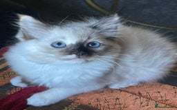 Ragdoll cats for sale: Ragdoll adults Purebred pedigree 5 generations  - Advert 25
