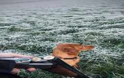 Labrador Retriever dogs for sale: Beautiful kc reg red labs. WORKING LINES - Image 17