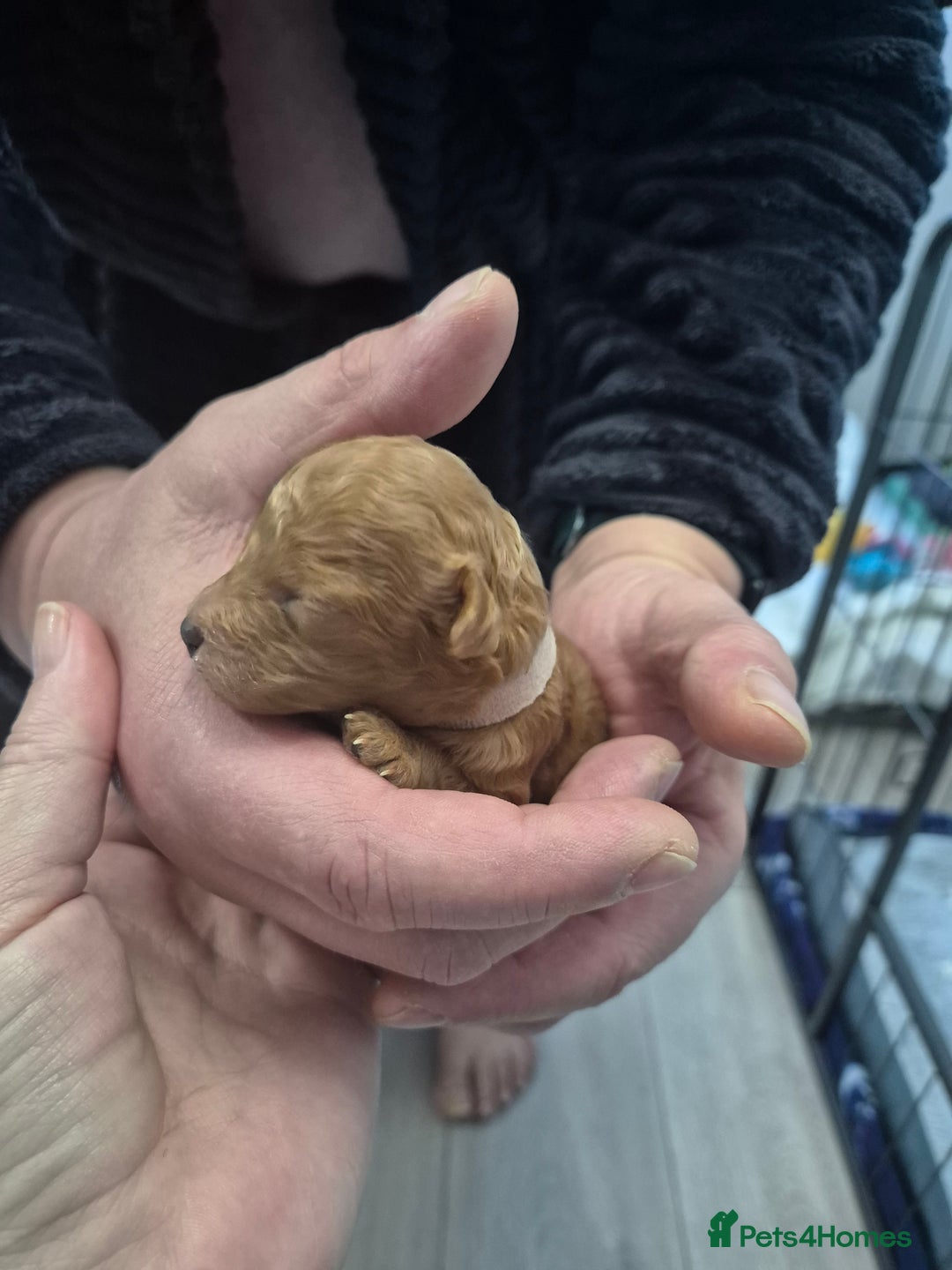 Toy Poodle dogs for sale: Toy Poodle  - Image 4