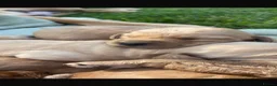 Labradoodle dogs for sale: F1 Miniature Labradoodle puppies  - Advert 8
